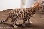 Bengal Katze rosetted